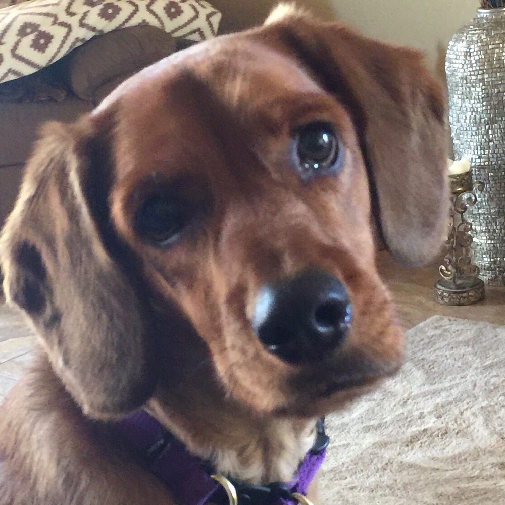 Meet your Posher, Cheyenne